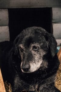 mejor pienso para perro senior