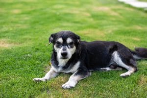 Perro senior descansando cómodamente en su cama con cuidados paliativos en casa