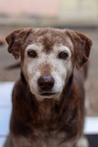 pienso para perro mayor con problemas de riñón