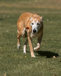 Perro senior descansando sobre una cama ortopédica de espuma viscoelástica