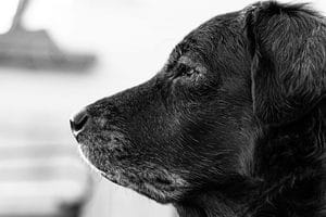 calidad de vida perro mayor