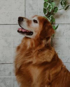 Artrosis en perros mayores
