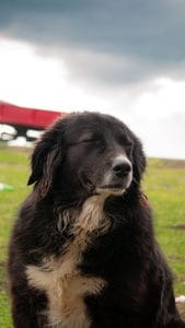 estimulación mental para perros mayores