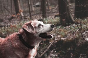 Perro mayor cojea al levantarse