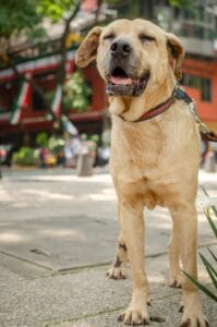 arneses de ayuda para perros