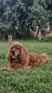 incontinencia en perros mayores