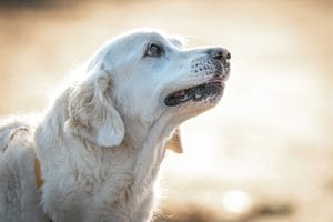 cambios de comportamiento repentinos en perros senior