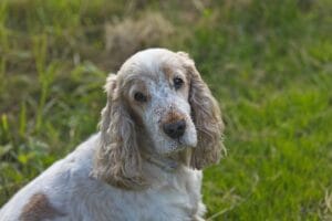rampas para perros mayores