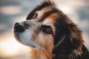 Higiene perro senior: guía de cuidados básicos
