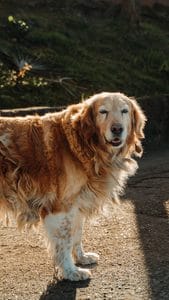 alimentacion natural para perros mayores