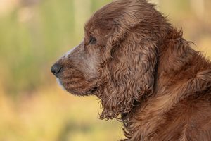 cataratas en perros mayores