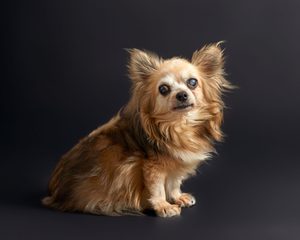 otitis en perros mayores