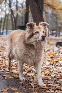 cuanta agua debe beber un perro senior
