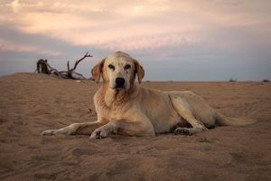 glaucoma en perros mayores